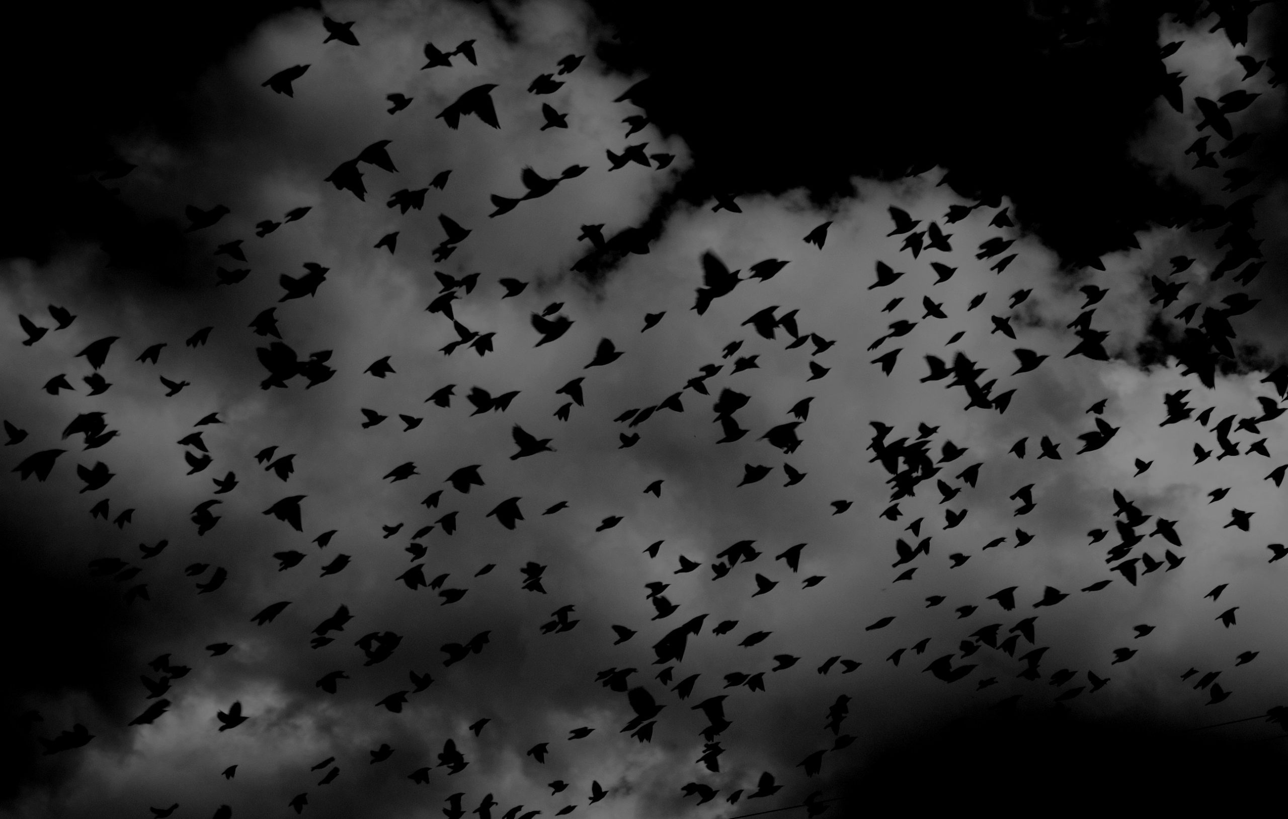 Ein riesiger Schwarm dunkler Vögel fliegt über einen wolkenverhangenen Himmel und vermittelt eine Atmosphäre von Chaos und Bedrängnis. Das Bild steht sinnbildlich für wirre Gedanken oder Angstgefühle. Solche unruhigen Nächte sind bei Menschen mit ADHS Schweiz keine Seltenheit.